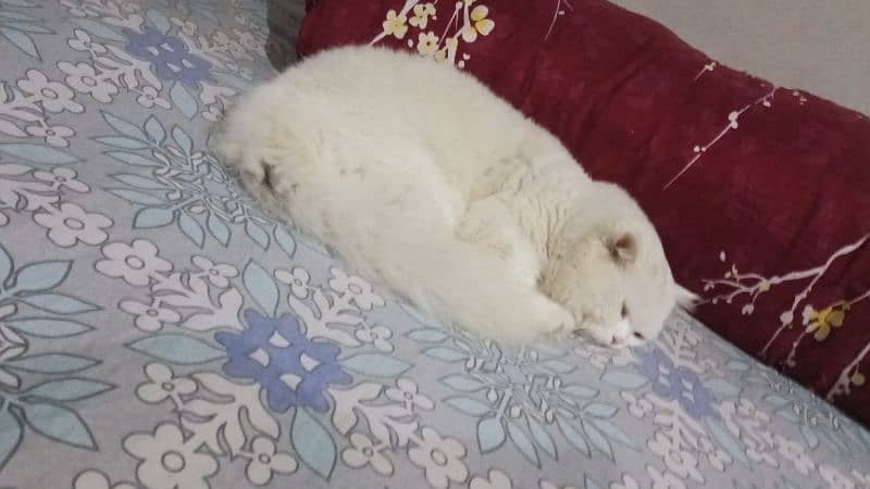 Persian cat for sale 0