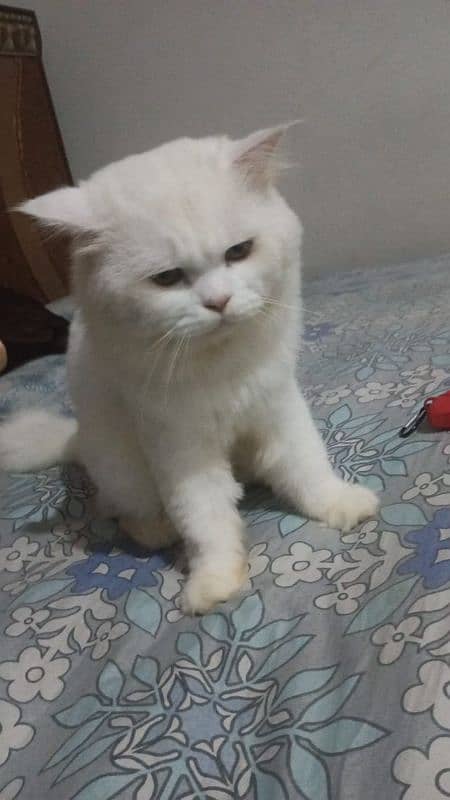 Persian cat for sale 1