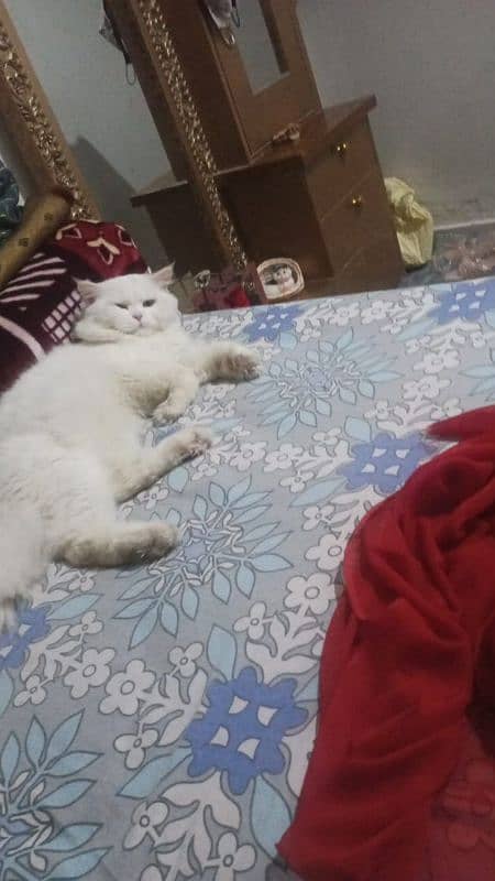 Persian cat for sale 2