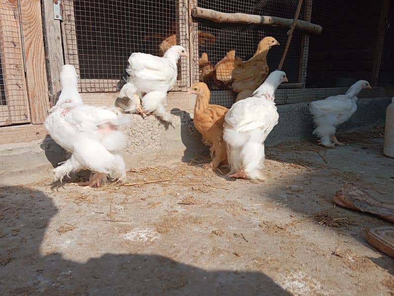 Golden Buff and golden bantam chicks, eggs and male brahma available 11