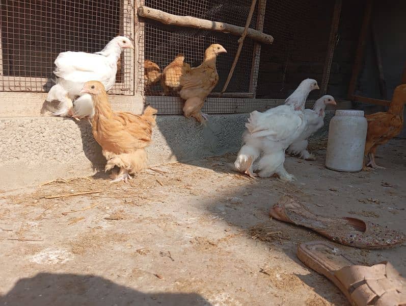 Golden Buff and golden bantam chicks, eggs and male brahma available 12