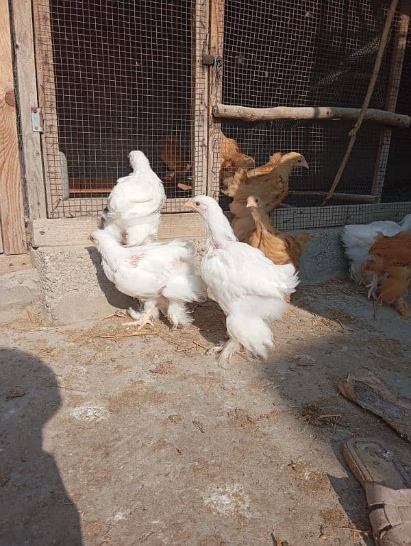 Golden Buff and golden bantam chicks, eggs and male brahma available 13