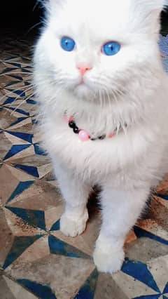 Persian Cat