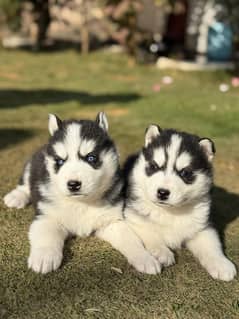 Siberian Husky Pups