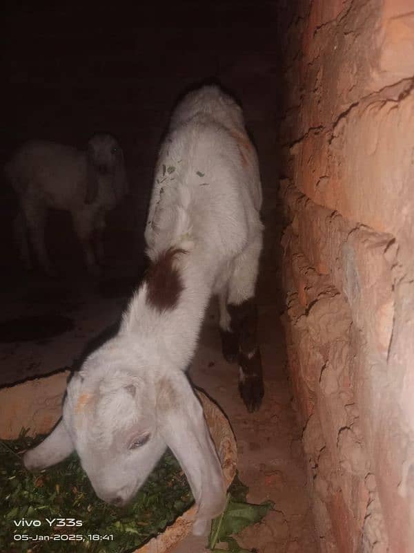 male bakra for sale 0