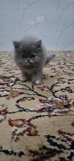 Fluffy Grey Persian Kitten for Sale – Adorable and Healthy!Looking for