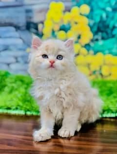 persian cat for sale 2 month age WhatsApp No 0326/7720/525