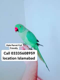 Male Parrot 6000 Hand Tamed Full Green Ring Neck Jumbo Size