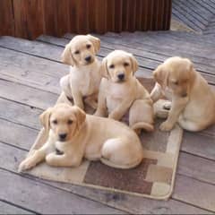 PURE LABRADOR PUPPIES FOR SALE (CASH OB DELIVERY)