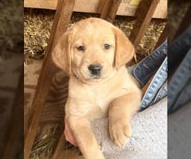 PURE LABRADOR PUPPIES FOR SALE (CASH OB DELIVERY) 1