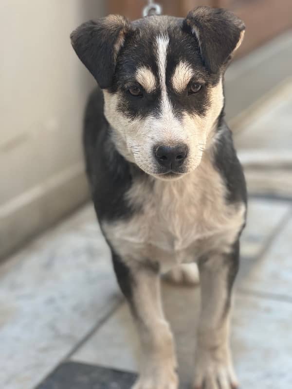 vaccinated husky for sale. contact no 03356775677. 2