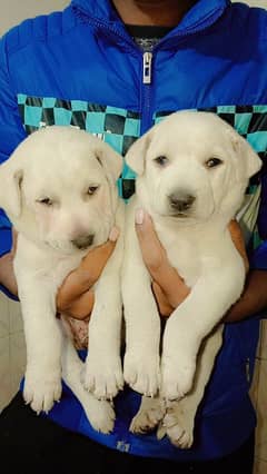 pair of Labrador