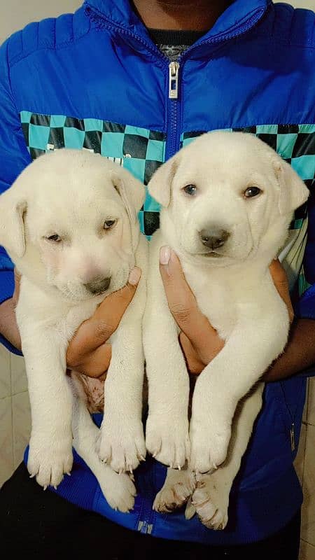 pair of Labrador 0