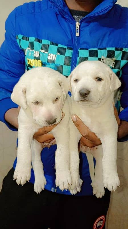 pair of Labrador 1