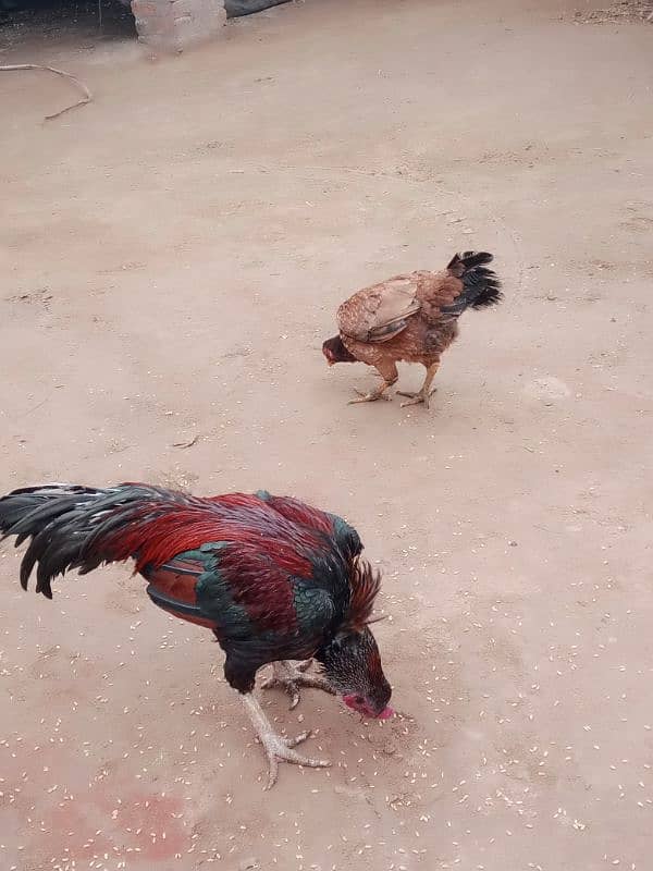 pure aseel hens home breed 2 female one male 0