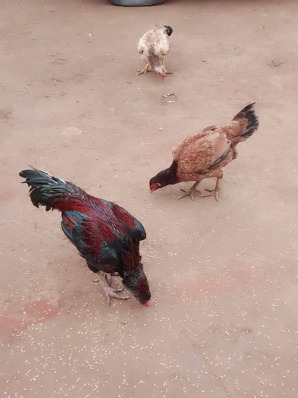 pure aseel hens home breed 2 female one male 2