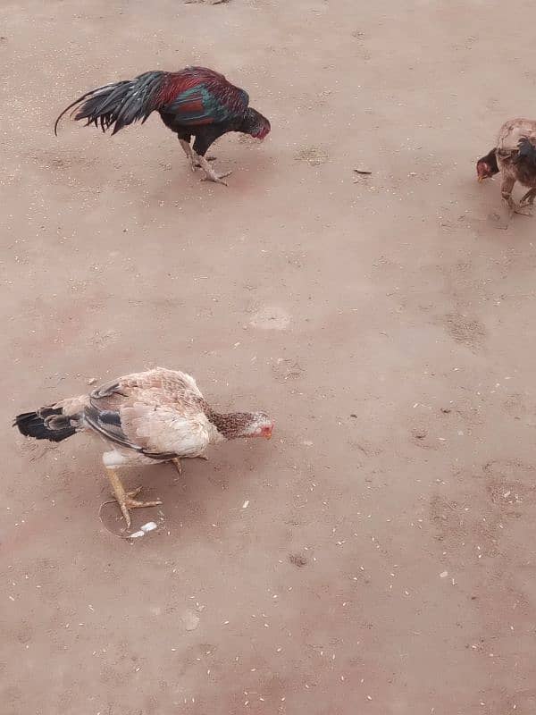 pure aseel hens home breed 2 female one male 3