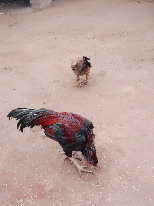 pure aseel hens home breed 2 female one male 4