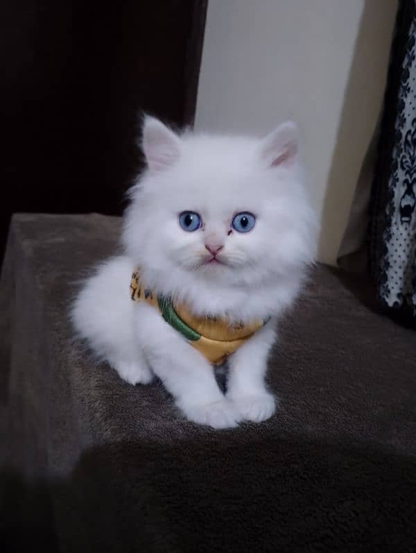 PERSIAN Kittens(read ful ad). parents imported 1