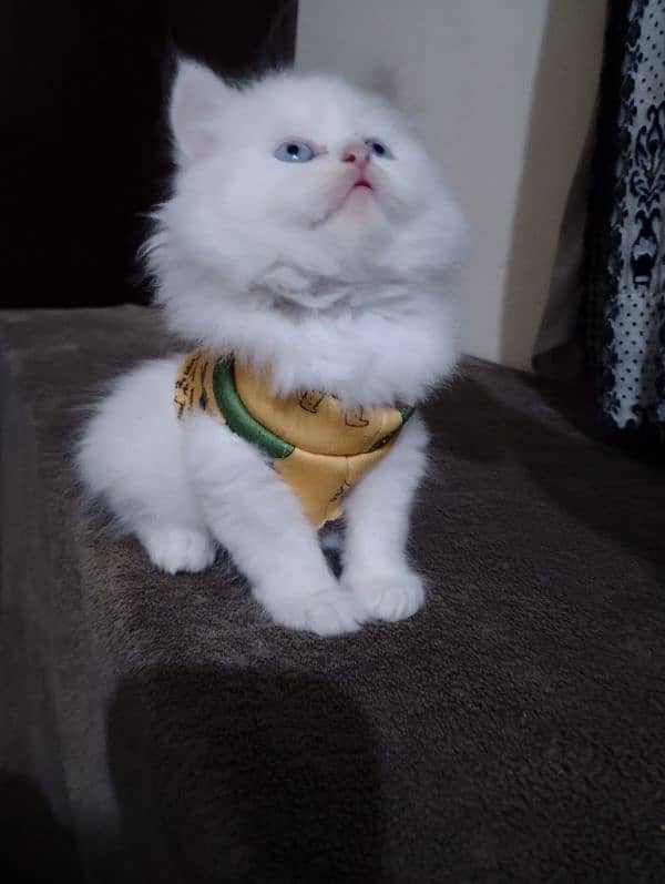 PERSIAN Kittens(read ful ad). parents imported 3