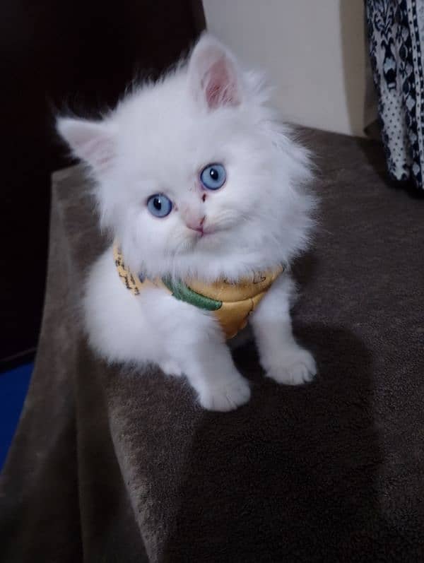 PERSIAN Kittens(read ful ad). parents imported 5