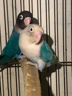 Albino Blue mask parrots