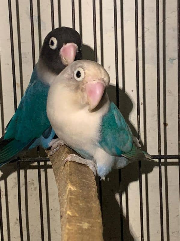 Albino Blue mask parrots 0