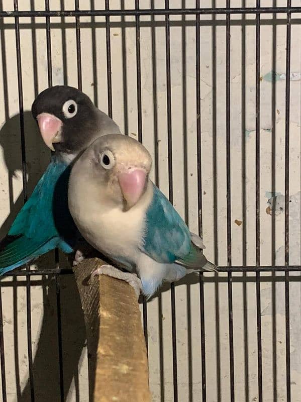 Albino Blue mask parrots 1