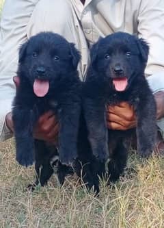 black German Shepherd double coat Jodi 2 month for sale