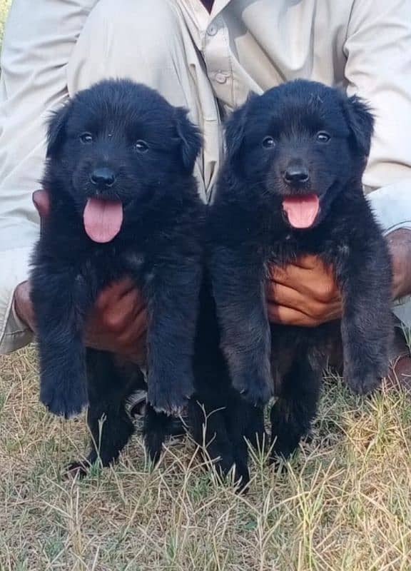 black German Shepherd double coat Jodi 2 month for sale 0