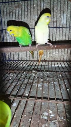 budgies