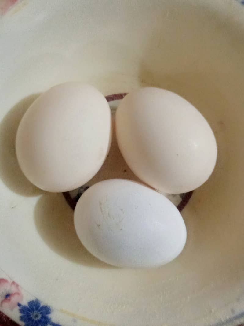 Pure Organic Fertile Desi Eggs 0