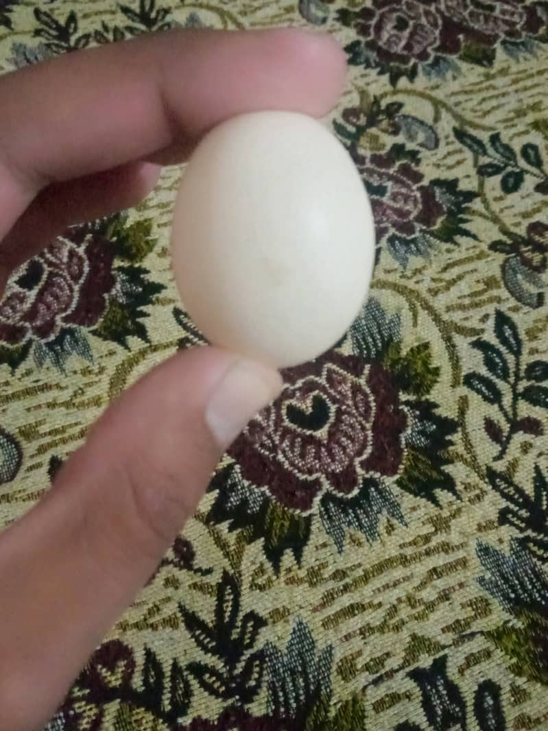 Pure Organic Fertile Desi Eggs 1