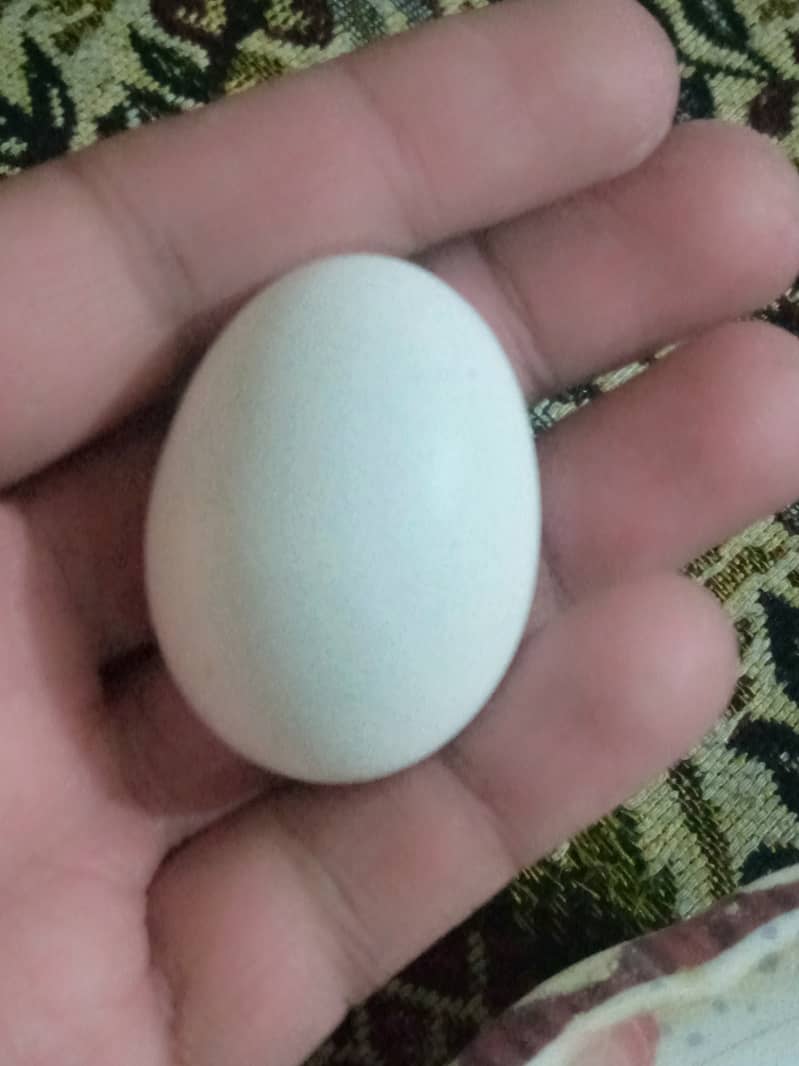 Pure Organic Fertile Desi Eggs 2