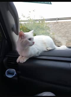 pawer persian blue eyes double cout white cat