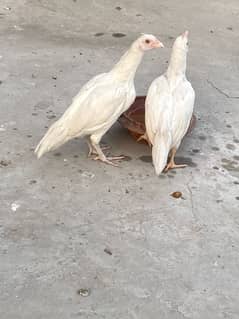 aseel heera paper white pair chicks male female confirm