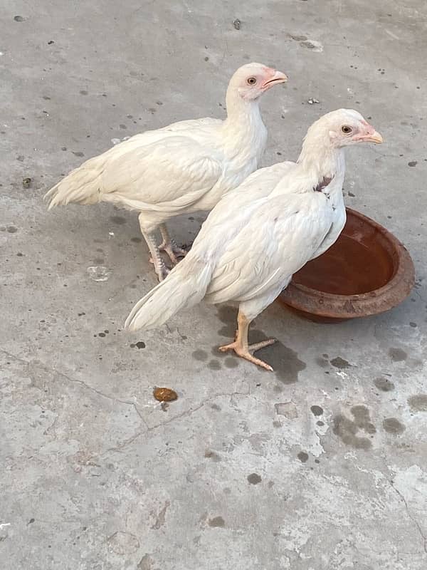 aseel heera paper white pair chicks male female confirm 1