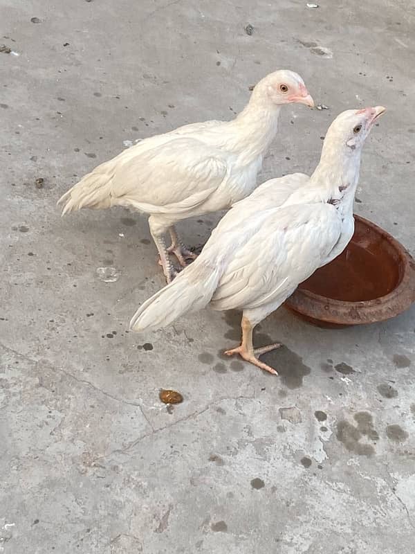 aseel heera paper white pair chicks male female confirm 2