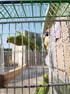 Green parrots Breader Pair available for sale