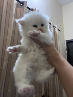 Persian cats/ adults for sale