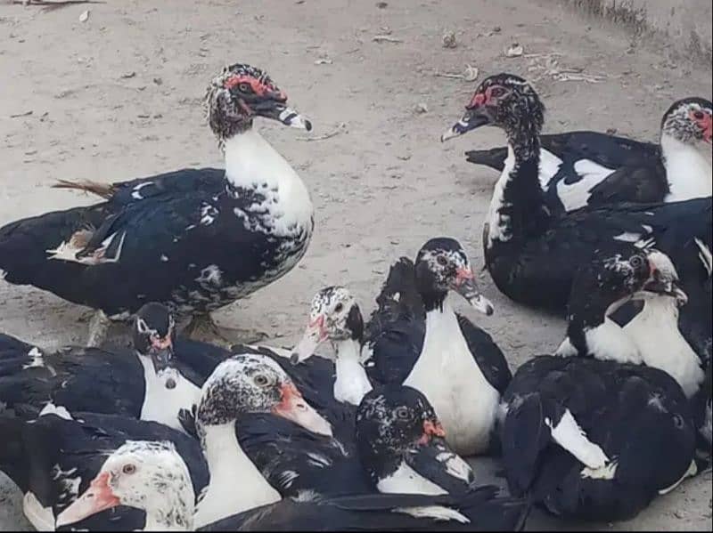 Muscovy Ducks breeder pairs for sale 0