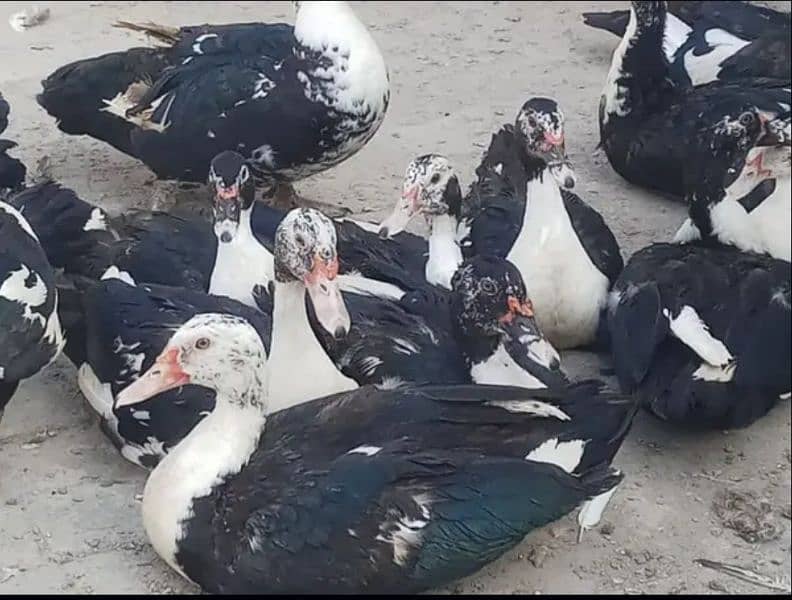 Muscovy Ducks breeder pairs for sale 1