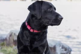 Labrador female dog security dog03274676882whattsap