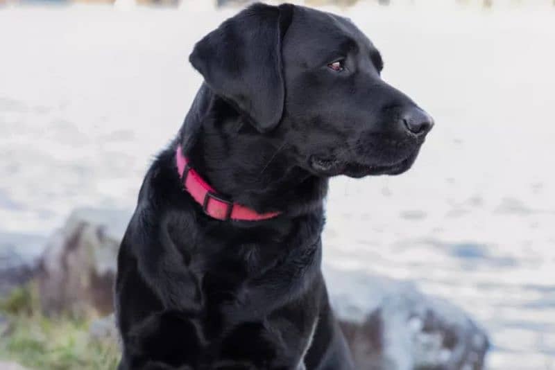 Labrador female dog security dog03274676882whattsap 0