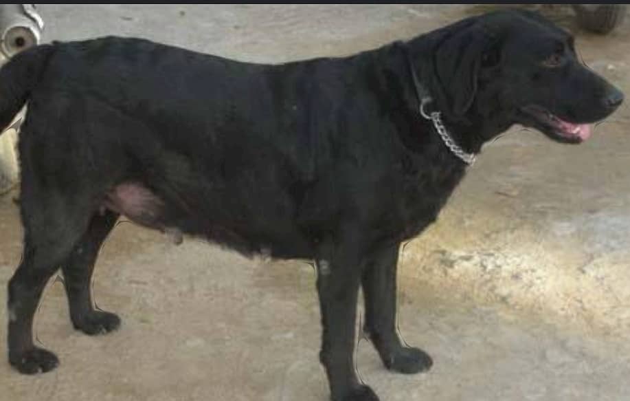 Labrador female dog security dog03274676882whattsap 1