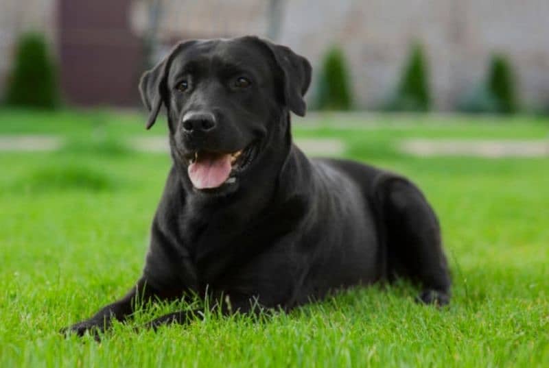 Labrador female dog security dog03274676882whattsap 2