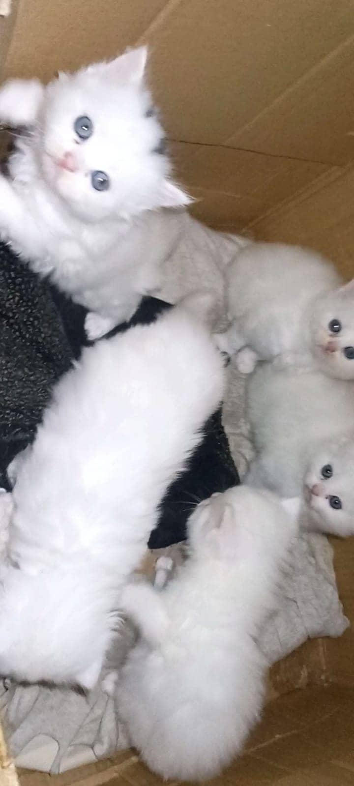 Persian Kittens For Sale | 12K Per Kitten | (18K If you buy Pair) 1