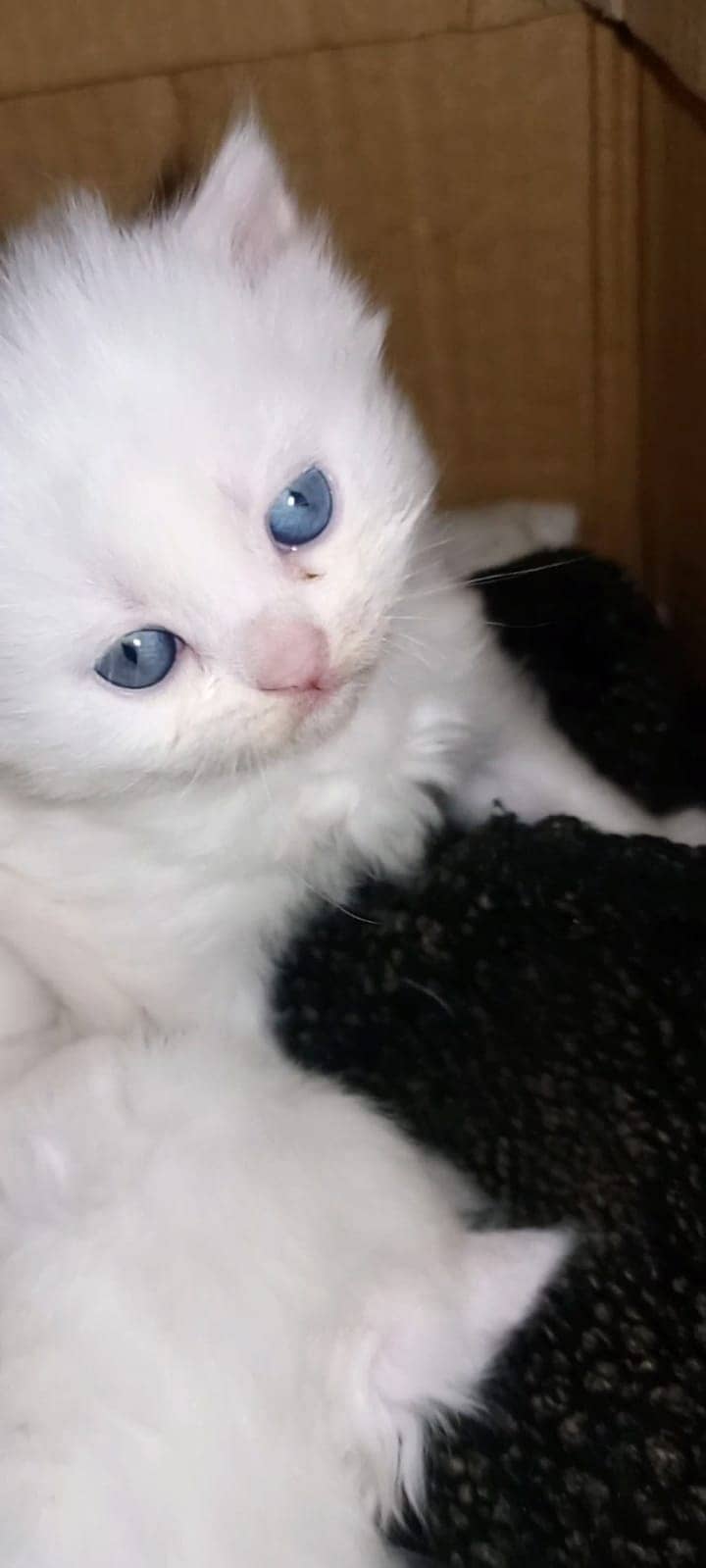 Persian Kittens For Sale | 12K Per Kitten | (18K If you buy Pair) 3