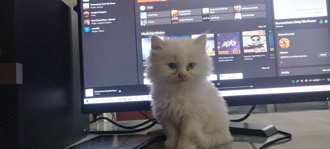 Persian Kittens For Sale | 12K Per Kitten | (18K If you buy Pair) 4