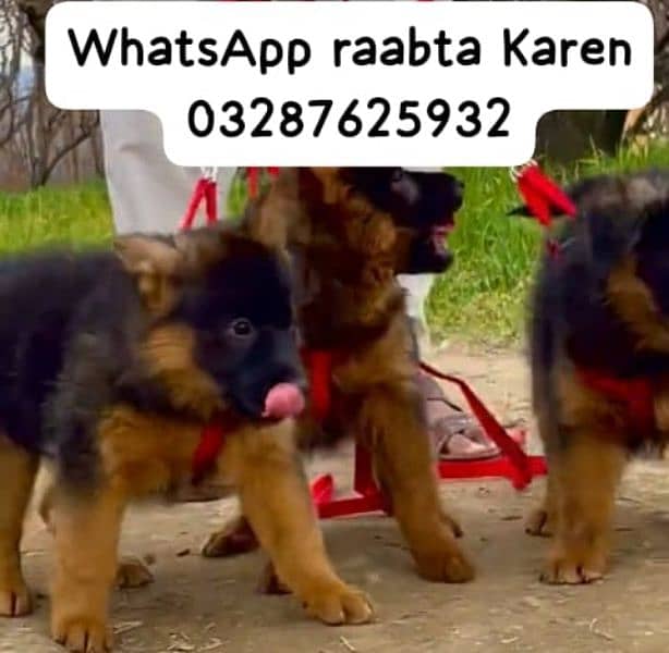 german shepherd puppies long coat WhatsApp raabta Karen 03287625932 0